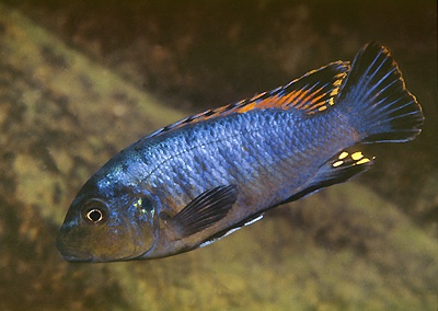 Pseudotropheus sp. 'williamsi maleri' Nakantenga Island